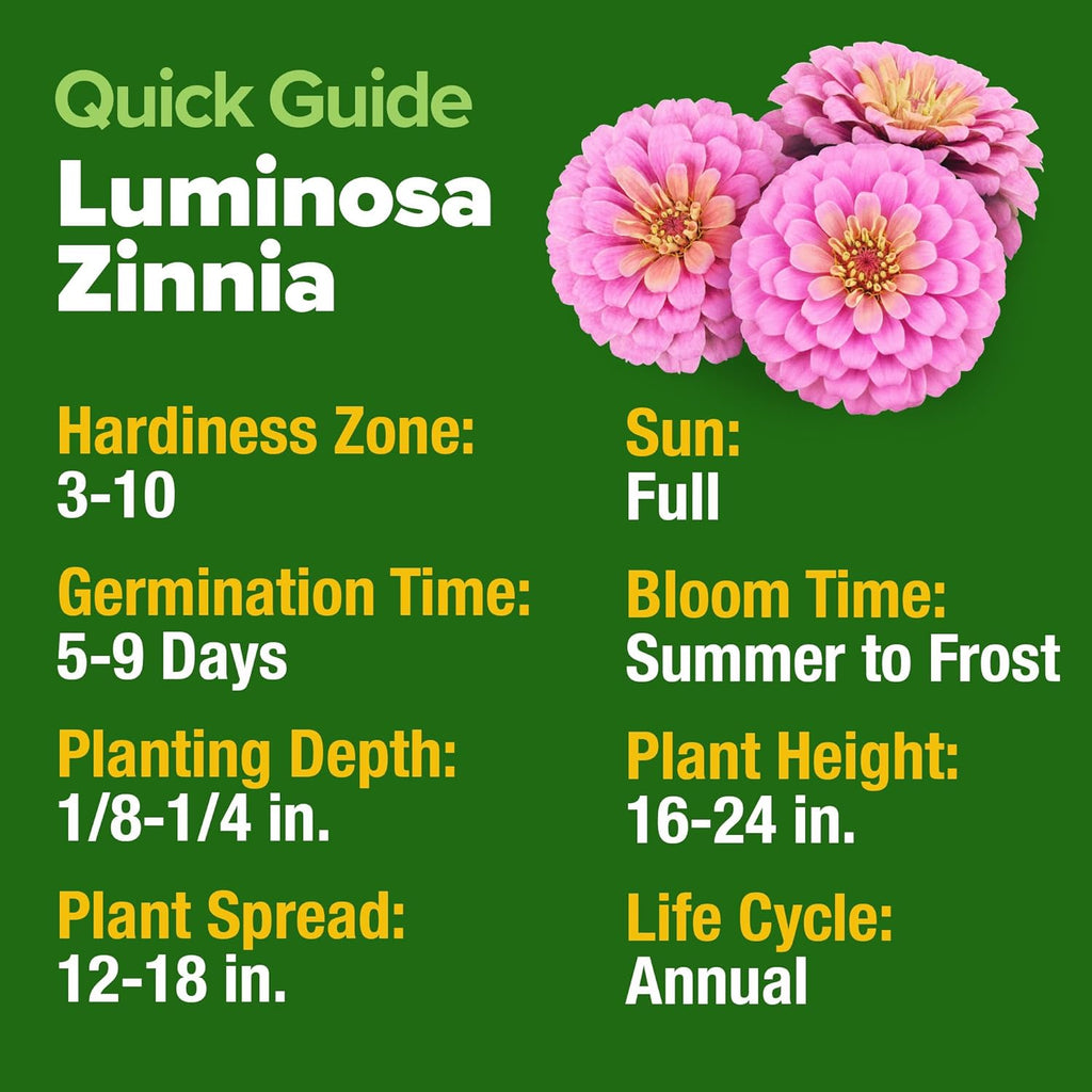 HOME GROWN Pink Zinnia Seeds – 300 Luminosa Zinnias 0.5g, Easy to Grow Annual Flower Seeds for Planting Outdoors for 2026, Fast Blooming, Heat Tolerant Herb Seed Garden Companion (Zinnia elegans)