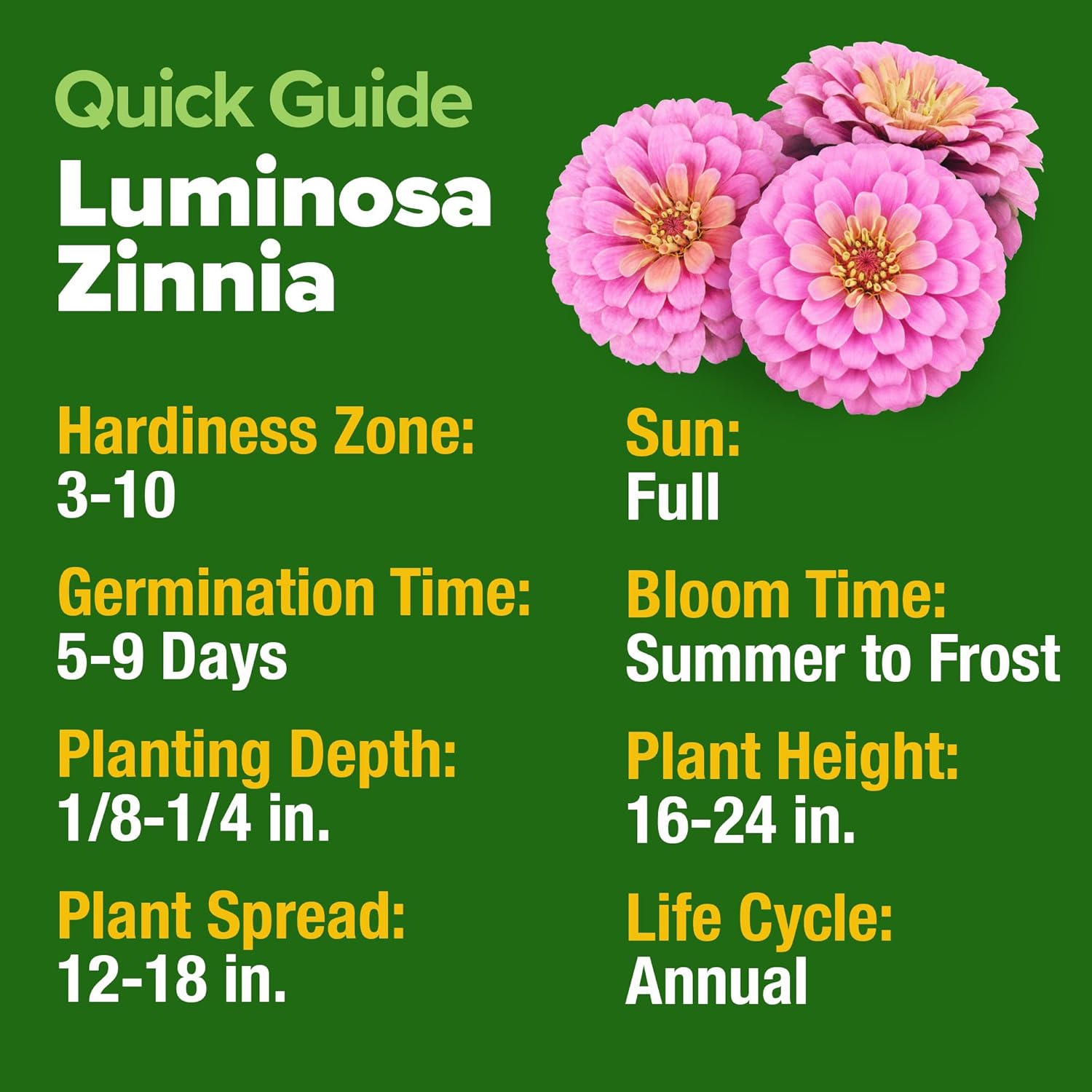 HOME GROWN Pink Zinnia Seeds – 300 Luminosa Zinnias 0.5g, Easy to Grow Annual Flower Seeds for Planting Outdoors for 2026, Fast Blooming, Heat Tolerant Herb Seed Garden Companion (Zinnia elegans)