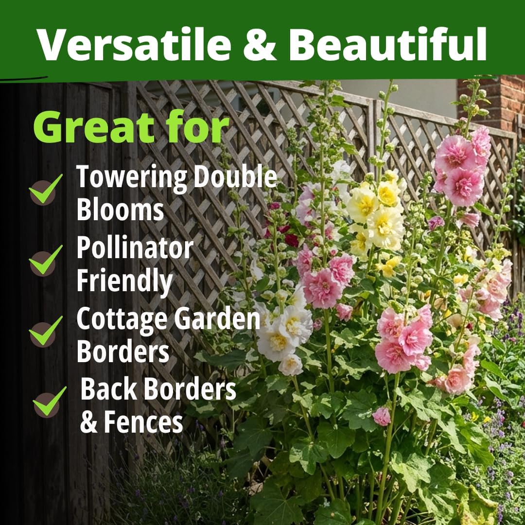 HOME GROWN Hollyhock Chaters Double Mix 2,400 Seeds – Holly Hocks Seeds for Planting Spring 2026, Double Flower Hollyhock Seeds, Flower Seeds Perennial Outdoor Garden (Alcea rosea)