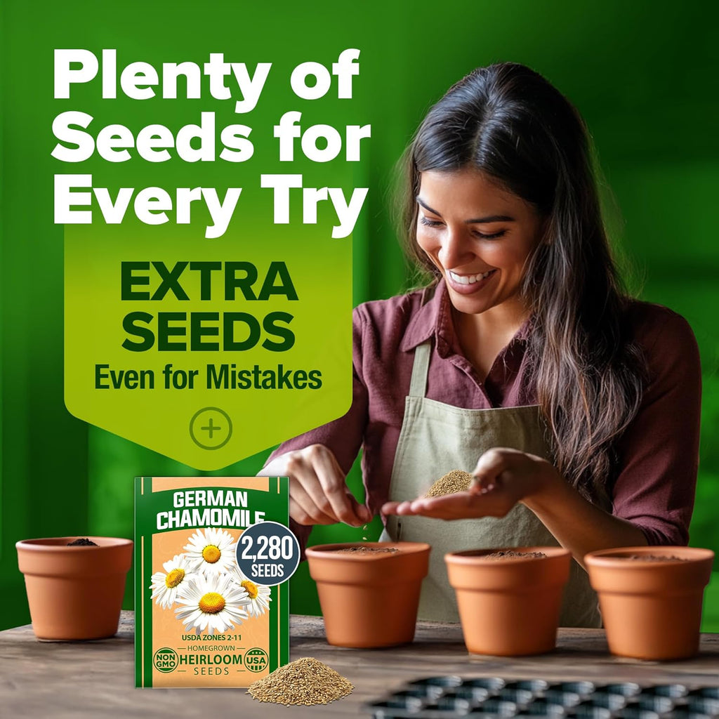 HOME GROWN German Chamomile Seed Pack 2,280 Non GMO Heirloom Seeds for Planting for Sustainable Gardens and Soothing Medicinal Herbal Teas (Matricaria chamomilla)